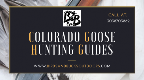 When you are out hunting geese in Colorado, you need to hide in the foliage. Waterfowl are very perceptive and have great peripheral vision. You might be thinking that mentioning ammunition after mentioning shotguns is a bit unnecessary. However, as any good Colorado Goose Hunting Guides will tell you, it matters a lot. So, choose your ammo carefully.

https://www.birdsandbucksoutdoors.com/colorado-goose-hunting-guides/