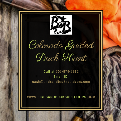 Birds and Bucks Outdoors aims to deliver the utmost satisfaction to the hunters which is nowhere to be found. If you are looking for a duck hunting which makes worth your time and investment in the adventure then, this blog can help you to ensure a safe Colorado Guided Duck Hunt. Visit now!

https://coloradowaterfulhunting.blogspot.com/2018/12/colorado-guided-duck-hunt.html
