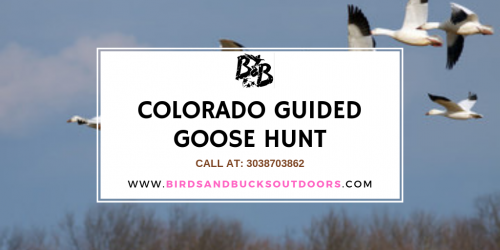 Are you ready for Waterfowl Hunting in Colorado? Hunting has always been a popular activity in Colorado and indeed all of the US. When it comes to dedicated Waterfowl hunting services, there is a no bigger name in the industry than Birds and Bucks Outdoors. You can take the help of the Colorado Guided Goose Hunt in the state, but it is you who will be pulling the trigger.

https://www.birdsandbucksoutdoors.com/colorado-goose-hunting-guides/