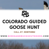 Colorado-Guided-Goose-Hunt