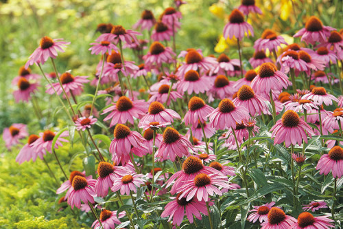 Do not miss growing your all-time purple-colored Coneflower in your garden. There are some interesting varieties of these flowers and the best part is you can grow them on any type of soil. https://www.gardengatemagazine.com/articles/flowers-plants/plant-guide/coneflower-growing-guide