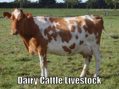 Dairy-Cattle-Livestock.gif