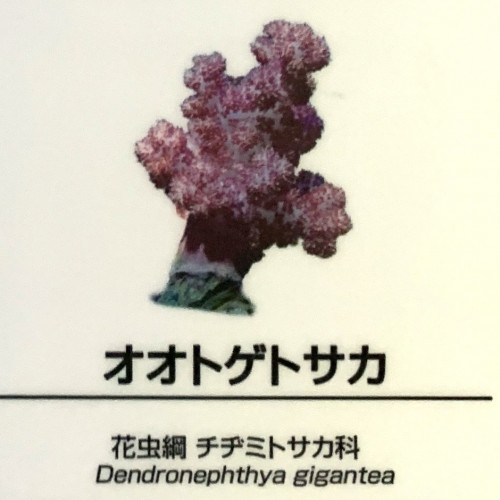 Dendronephthea-gigantea.jpg