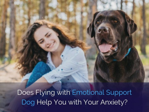 Does-Flying-with-Emotional-Support-Dog-Help-You-with-Your-Anxiety.jpg