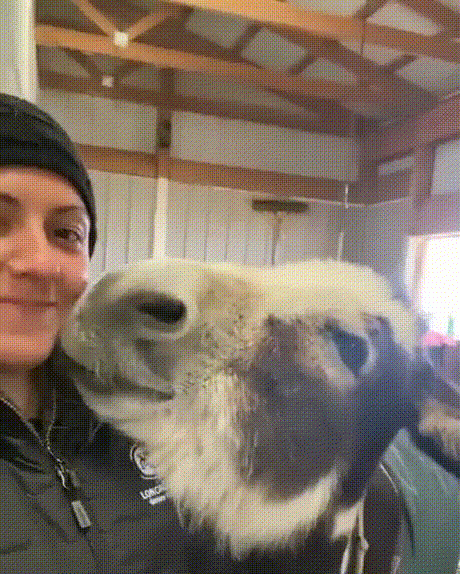Donkey2.gif