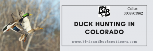 Duck-Hunting-in-Colorado.png