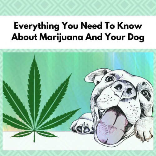 Can Dogs Get high? Here are FAQs about how marijuana and CBD affect your dog's health. How to know a dog is high and how to treat it.