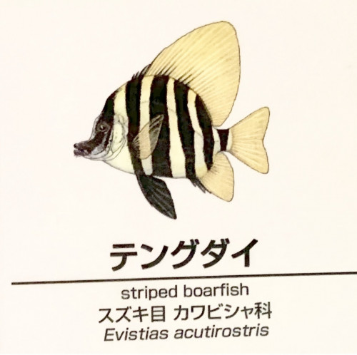 Evistias-acutirostris.jpg