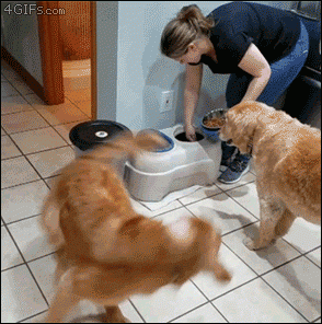 Excited golden retriever spins before eating