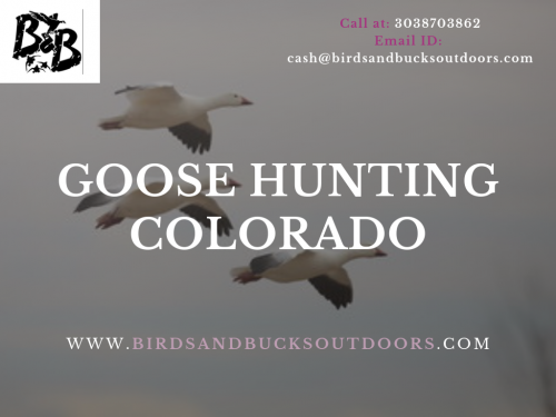 Goose-Hunting-Colorado.png