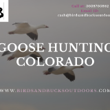 Goose-Hunting-Colorado