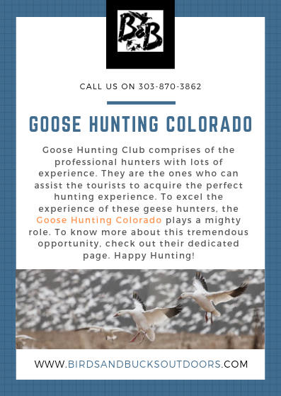Goose-Hunting-Colorado2f51f2091a8e282c.png