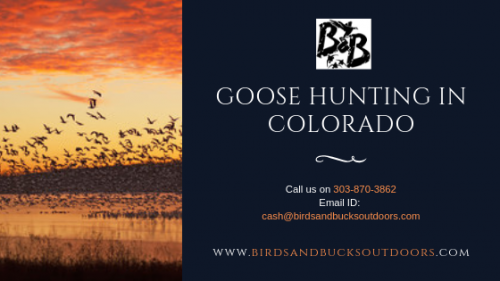 Goose-Hunting-in-Colorado.png