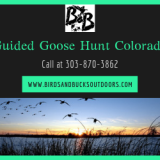 Guided-Goose-Hunt-Colorado