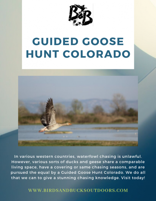 Seekers will profit by committed Guided Goose Hunt Colorado, who scouts handle day by day and will move with an end goal to remain over encouraging and relocating snows. If you’re looking for a great day shooting goose contact us today for some of the best Colorado goose hunting around.

https://www.birdsandbucksoutdoors.com/colorado-goose-hunting-guides/