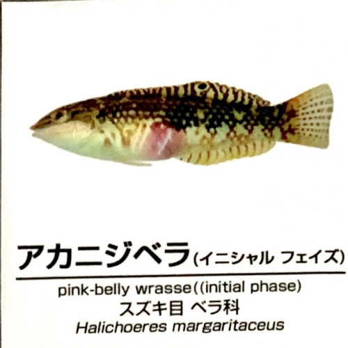 Halichoeres-margaritaceus.jpg