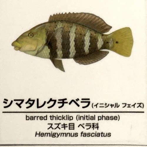 Hemigymnus-fasciatus-IP.jpg