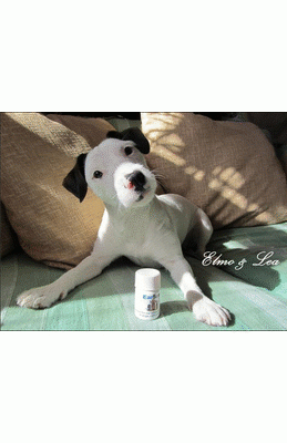 Thinking about how to treat dog ear infection? EarSolv is one of the most effective and trusted dog ear cleaner for treating yeast infection and dog mites. Order today! https://www.earsolv.com/