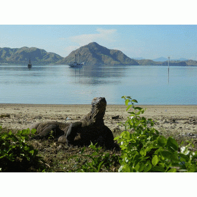 From witnessing unique culture and nature to experiencing the fun of snorkeling, the Komodo tour package designed by experts at Dream Komodo Tour will leave you mesmerized for life. Visit us at Dreamkomodotour.com.