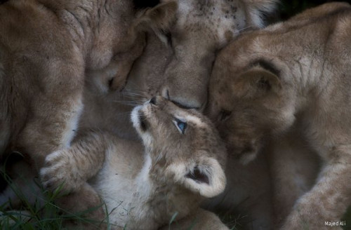LION FAMILY LOVE