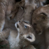 LION-FAMILY-LOVE