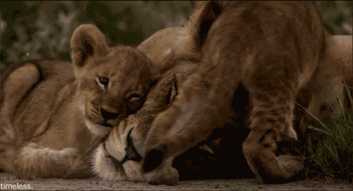 LIONESS AND CUBS