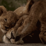 LIONESS-AND-CUBS