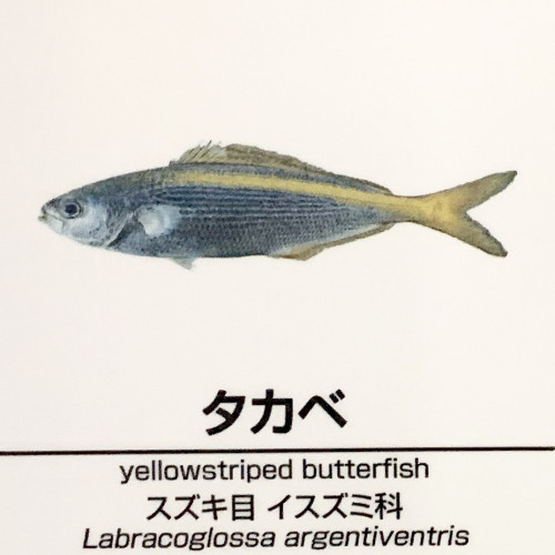 Labracoglossa-argentiventris.jpg