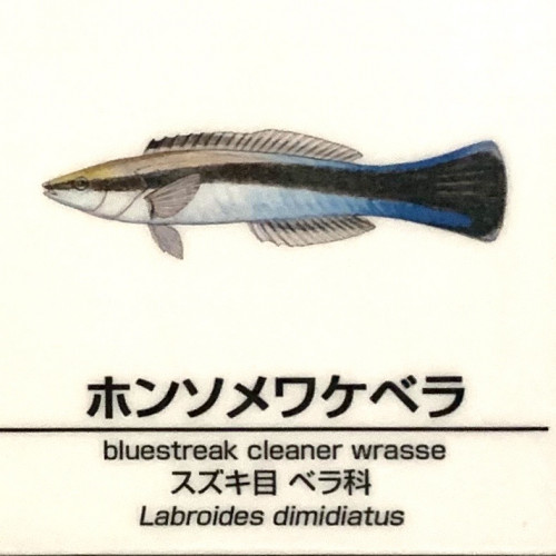 Labroides-dimidiatus.jpg