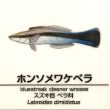 Labroides-dimidiatus