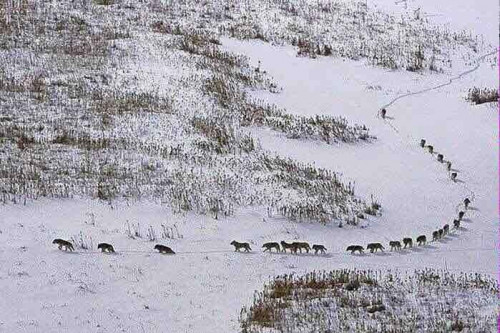 This image has created a lot of thought-provoking discussion within 3CM. Most think the leader is at the FRONT of the Wolfpack, however, wolves structure their pack with the weakest/oldest at the front to set the pace for the rest. Truly, your team is only as strong as its weakest link.
