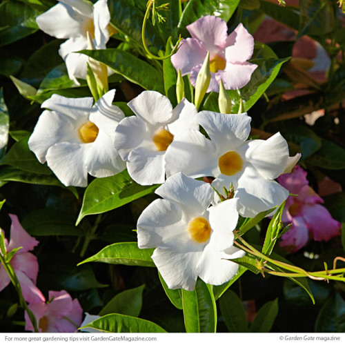 Mandeville is a twinning vine, beautiful and can allure anyone who passes by. Its pinkish color leaves a tentacle of beauty and flawless splashy petals. These are grown from late spring to fall. https://www.gardengatemagazine.com/newsletter/2017/11/07/overwintering-mandevilla/