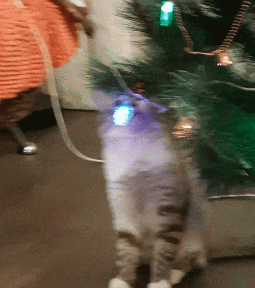 Max-the-cat-GIF-ANIMATIY-KOTE-NOVYI-GOD-7759607.gif