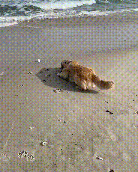 Mission-complete.gif