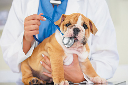Mr-Dapitans-Fur-a-holic-Petshop--Veterinary-Clinic-Anti-rabies-vaccine-body3.jpg