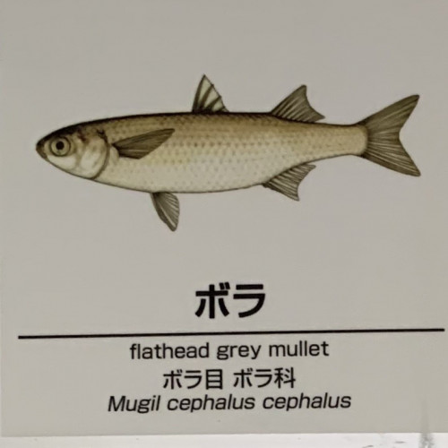 Mugil-cephalus-cephalus.jpg