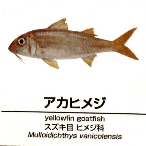 Mulloidichthys-vanicolensis.jpg