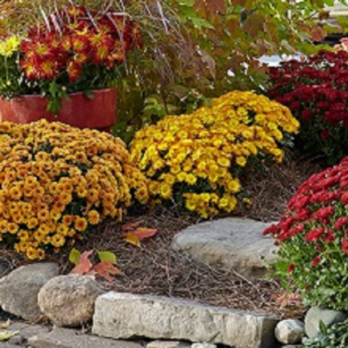 Mums Flowers give an awesome colorful show in the garden so if you are a flower lover, you would never leave these flowers during fall autumn. You can find varieties of these flowers, and each variety displays its uniqueness. https://www.gardengatemagazine.com/articles/flowers-plants/plant-guide/how-to-grow-mums