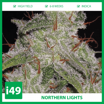 Northern-Lights-Strain-350x350.png