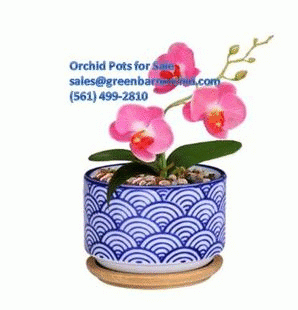 Orchid Pots for Sale in Green Barn Orchid Supplies – These pots is specially made for growing orchids. We have all sizes of orchid pots. Place your order online and get the best online shopping experience. Call on (561) 499-2810 for more details or visit our website.https://shop.greenbarnorchid.com/category.sc?categoryId=3