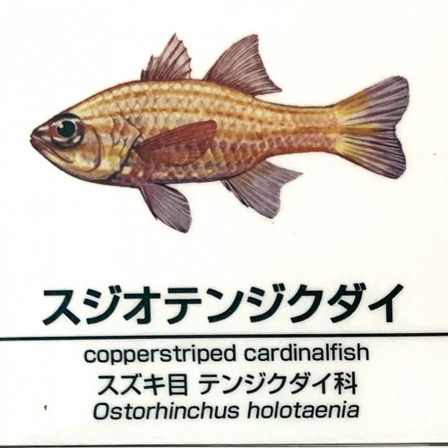 Ostorhinchus-holotaenia.jpg