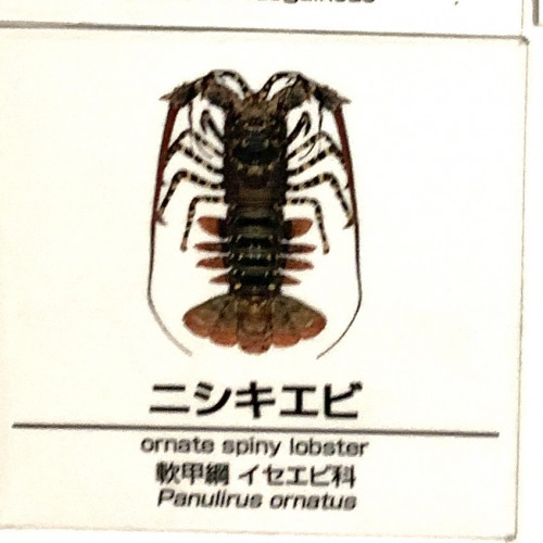 Panuliris-ornatus.jpg