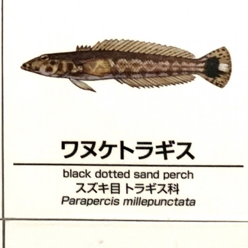 Parapercis-millepunctata.jpg