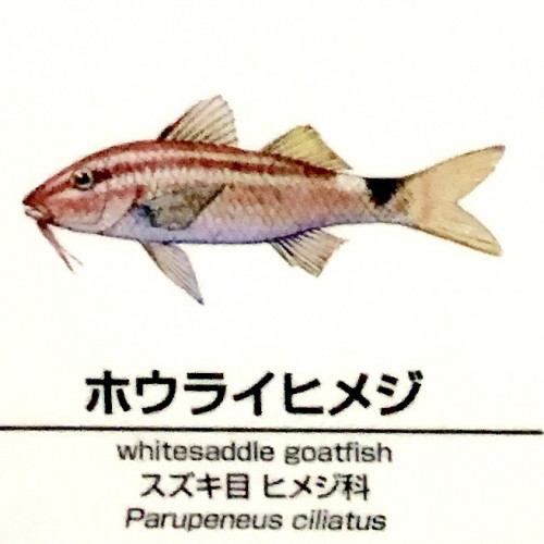 Parupeneus-ciliatus.jpg