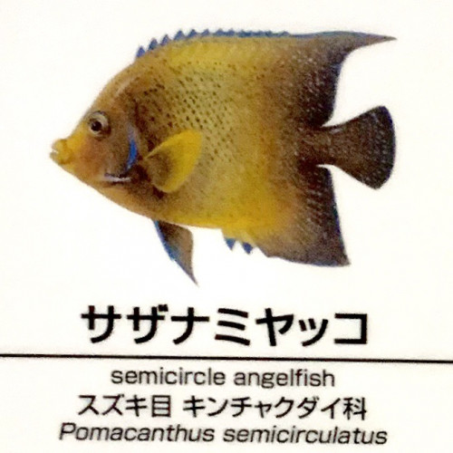 Pomacanthus-semicirculatus.jpg