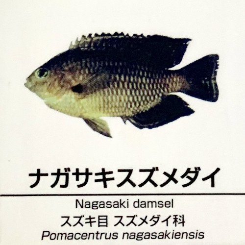 Pomacentrus-nagasakiensis.jpg