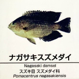 Pomacentrus-nagasakiensis