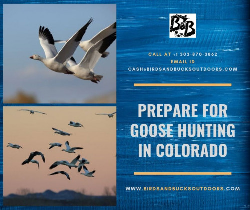 Prepare-for-Goose-Hunting-in-Colorado.jpg