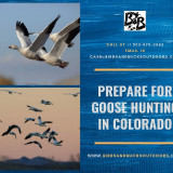 Prepare-for-Goose-Hunting-in-Colorado