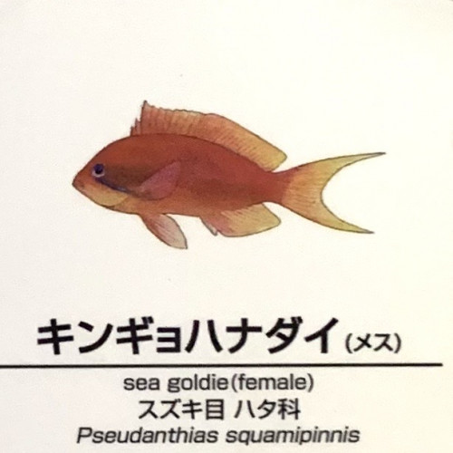 Pseudanthias-squamipinnis-F.jpg